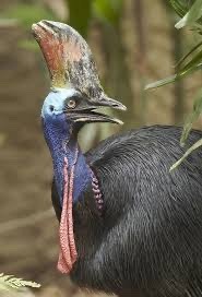 Cassowary Appreciation Post