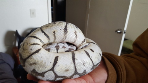 We just got our new baby!  Meet Nemesis, an Axanthic Killerbee Paradox 60% het for pied ball python!