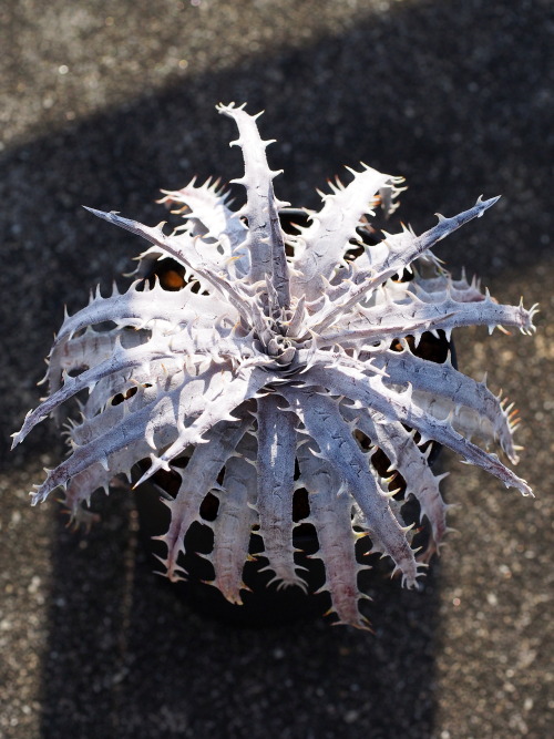 Dyckia White Wesker x goehringii