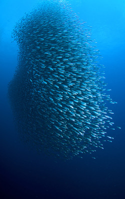 earthandanimals:  Sardines Photo by Andrew 