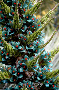 libutron:  Puya berteroniana inflorescence, Santa Barbara Co. | ©Mike Bush Commonly known as Turquoise Puya, Puya berteroniana (Poales - Bromeliaceae) is a terrestrial bromeliad endemic to Chile. Each spring, this bromeliad sends up a massive flower