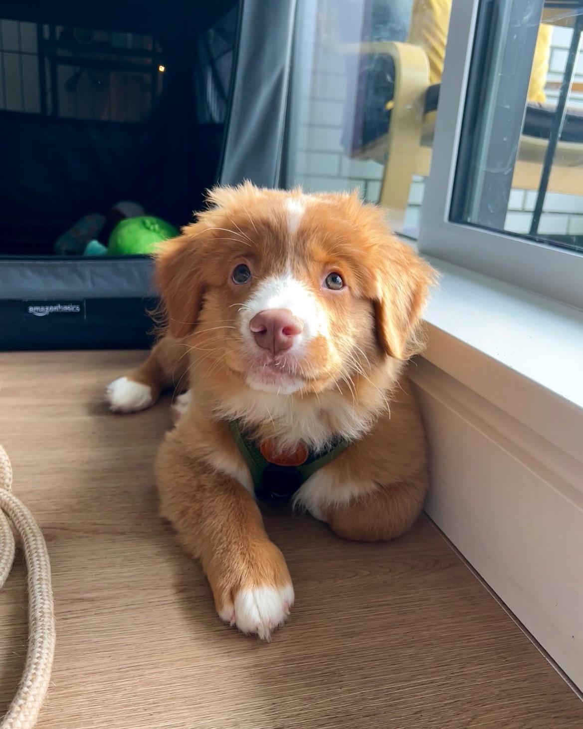 I’ve been waiting years for a Duck Toller! Everyone, meet Finnegan!