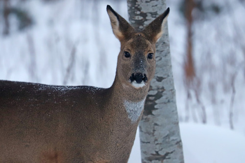 Roe deer/rådjur.