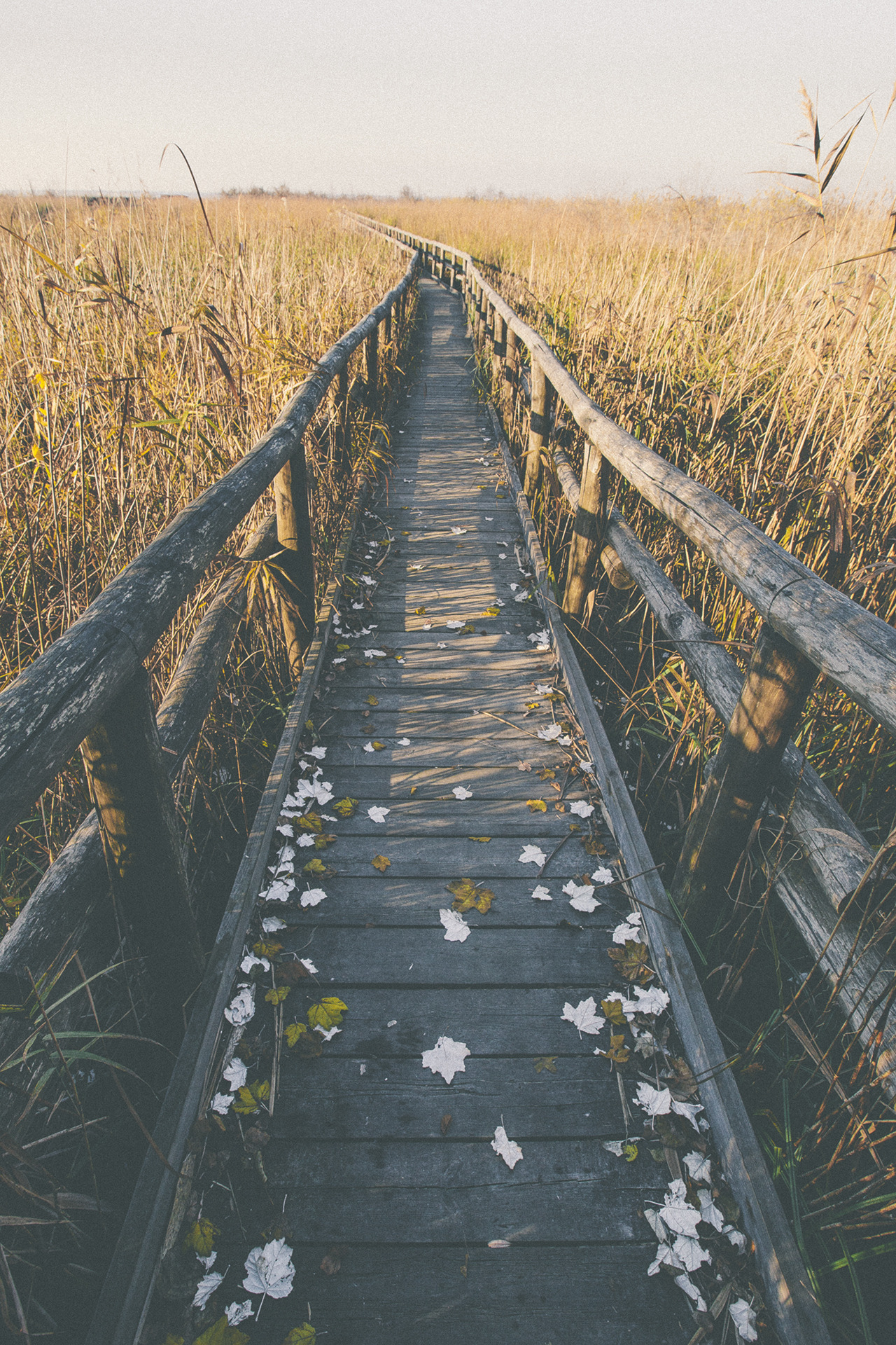 elenamorelli:  { wood and leaves and reeds }