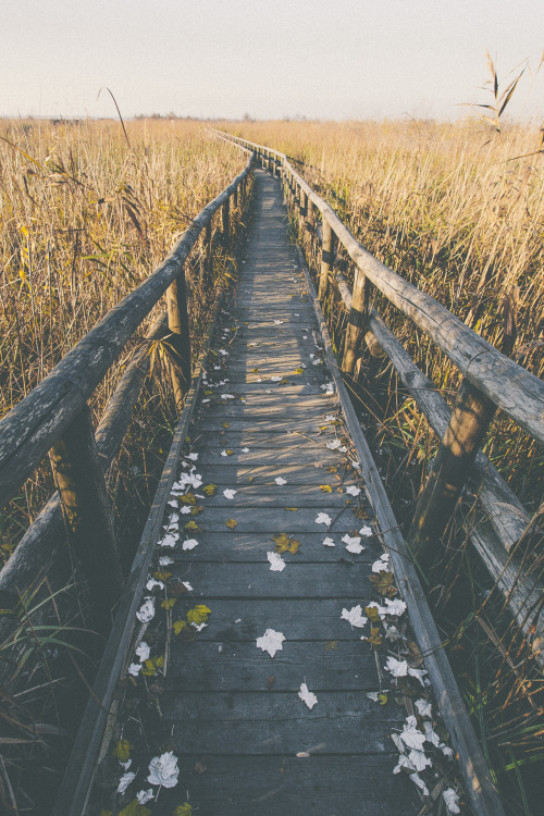 elenamorelli:  { wood and leaves and reeds }