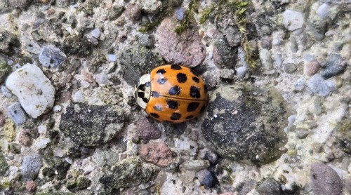 !!! Asian Lady Beetle My Beloved