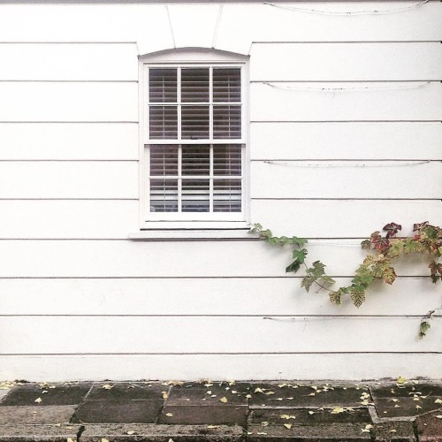 oldfarmhouse:Delicately growth   Via Home+@instagram