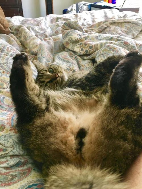 cutekittensarefun:This is what I woke up to this morning.