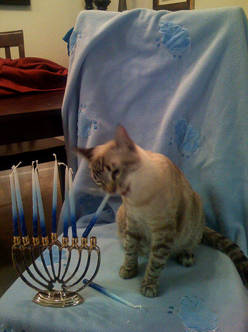 tami-taylors-hair:yehudah:compilationHappy Hanukkah to all my Jewish human friends and Happy Hannukkat to their cats!