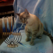 tami-taylors-hair:yehudah:compilationHappy Hanukkah to all my Jewish human friends and Happy Hannukkat to their cats!