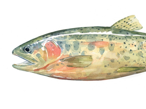 graphicdesignblg: Cutthroat trout by david scheirer