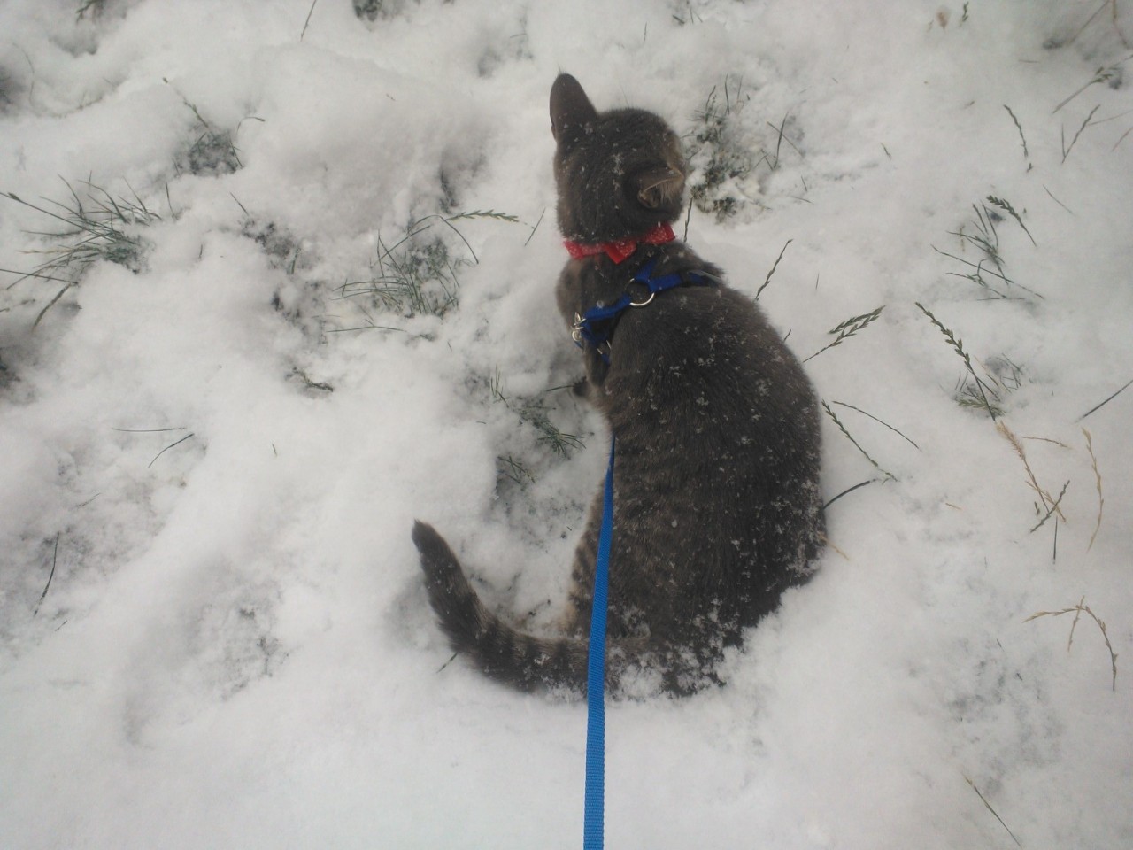 Steve Rogers&rsquo;s first time in the snow, ever I thought he&rsquo;d hate