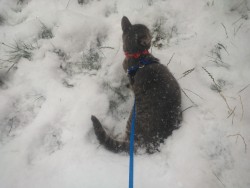 Steve Rogers’s first time in the snow,