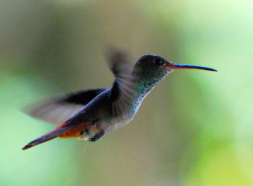 Hummingbird Costa Rica is home to over 800 known species of birds. This hummingbird was photographed