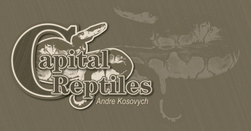 Custom logo that I designed for Andre Kosovych #reptilebreeder #snakebreeder #ballpythonbreeder #bal