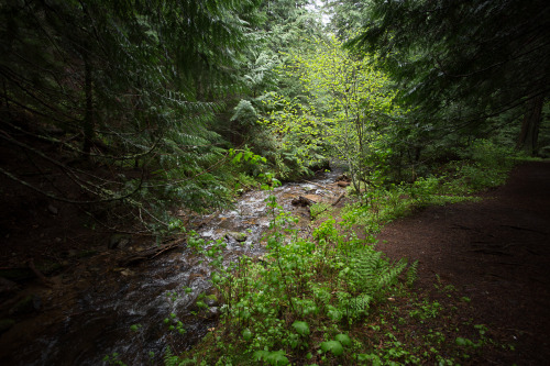 lobo-de-luna:  A good rainy day for a hike. 5-13-15