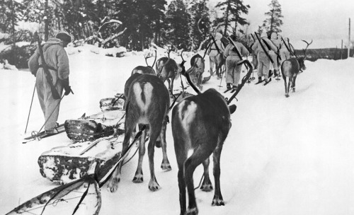 Fun History Fact,During World War II Finland often used reindeer to transport supplies and weapons. 
