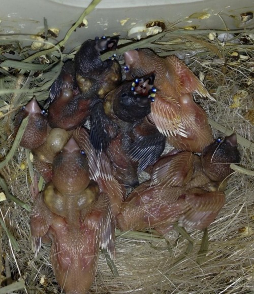 a nest of gouldian finch chicks