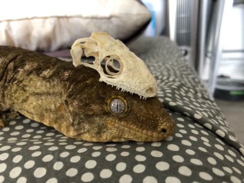 mother-entropy:submalevolentgrace:kaijutegu:Ever wonder what goes on inside the world’s largest gecko’s head? Wonder no more! This handsome model is Eustace (owned by @kittje), and with him is the skull of a New Caledonia giant gecko, aka the leachie