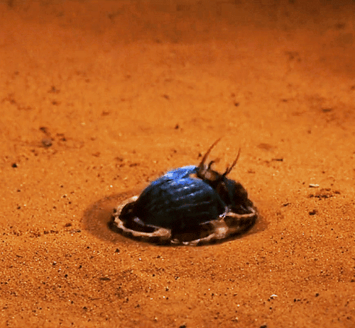 dishonoreds:  Know this. This creature is the bringer of death. He will never eat,