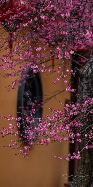 fuckyeahchinesegarden:red plum blossoms, tiefosi铁佛寺, huzhou, zhejiang province by 影像视觉杨