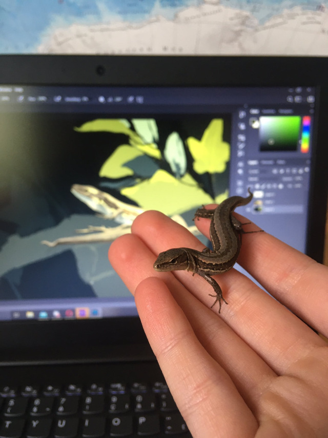lizard