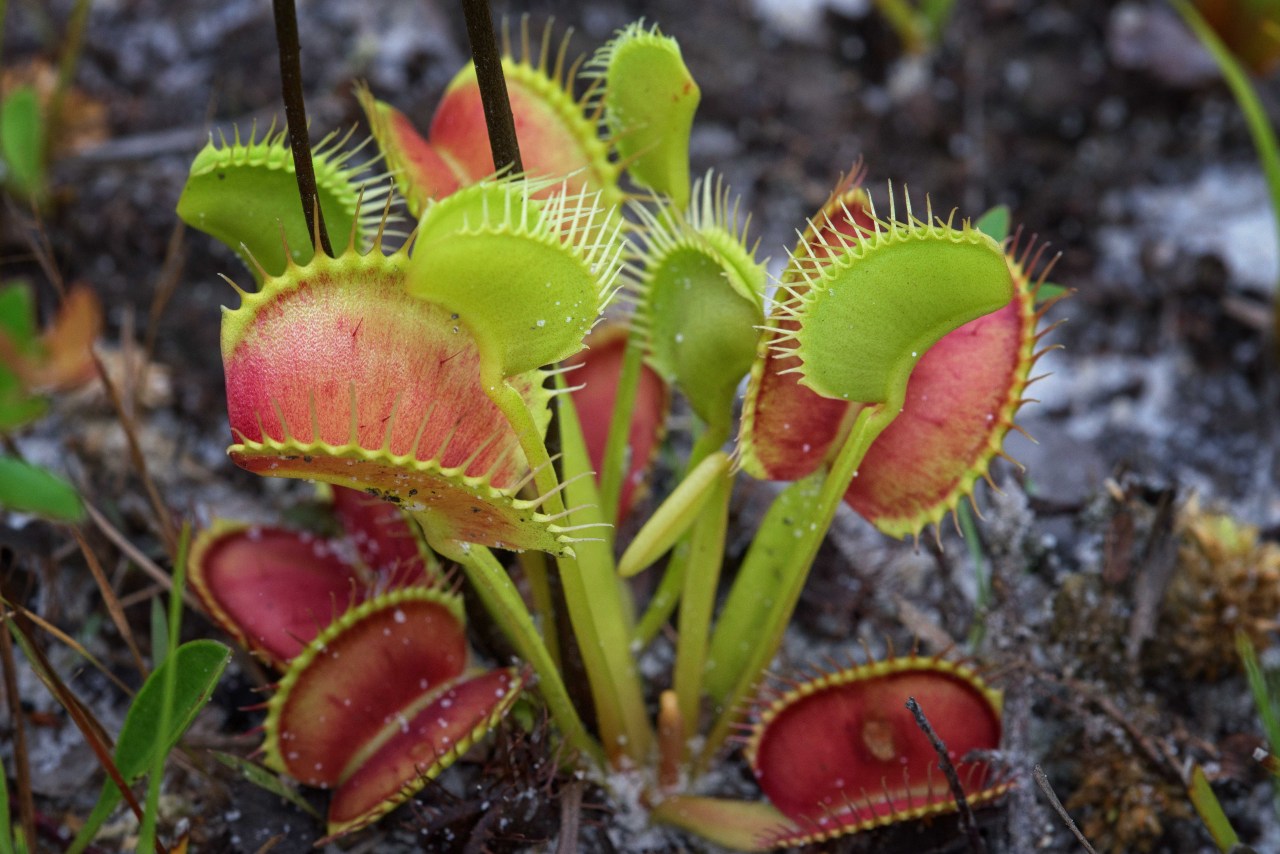 mdeanstrauss:  Jaws of Doom…Venus Flytraps in coastal North Carolina, the ONLY