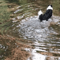 velcrodogs: It rained a lot and my back yard is flooded. Coincidentally, the new found “pond” is exactly big enough for one (1) border collie to frolic in manically.