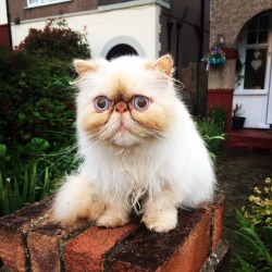 worldofthecutestcuties:  My neighbours cat always looks surprised