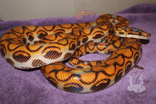 i-m-snek:Diego, in my care on loan, is doing fantastic! Gorgeous too!That pattern? That colour? With