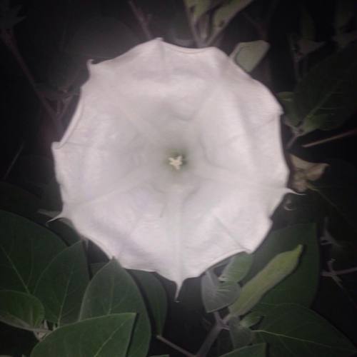 #Datura #moonflower #Solanaceae #nashville #tennessee #TN (at American Legion Post 82)