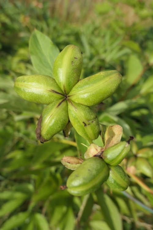 Paeonia officinalis — European peony