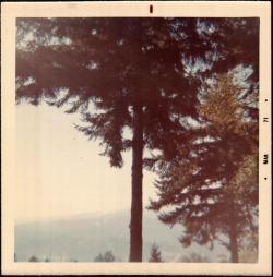 the-loupe:Mountain through the pines