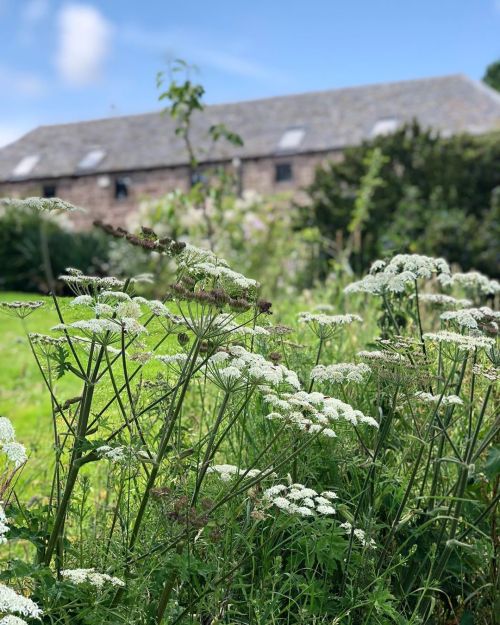 eyeheartfarms: Wildflower garden