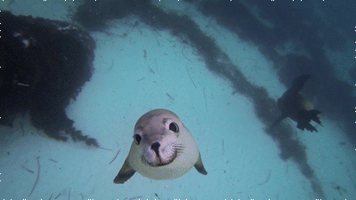 Today's Seal Is: Haiiii :3