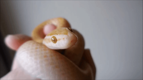 ask-oncies-jizz:  dr-n-tropy: ask-oncies-jizz:  arrested for snake on main  Okay