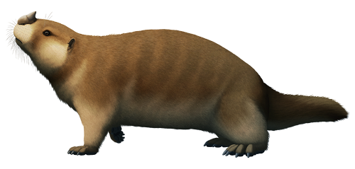 Even for a fossil species from an isolated island, Adalatherium hui is very weird.This mammal was pa