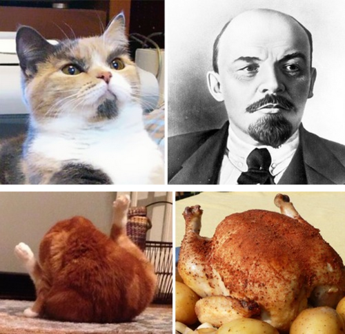 daredreemer: tastefullyoffensive: Cats Who Look Like Other Things [boredpanda]Previously: Dogs 