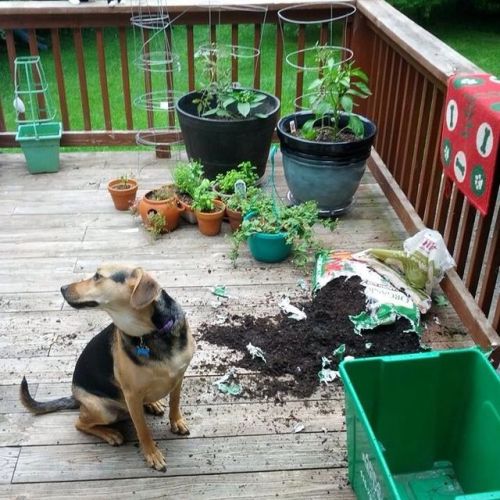 pandamiglio: My dog destroys things then acts like he doesn’t even see it