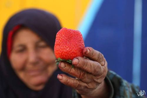 richardalperts:  lahciguapa:momo33me:An old woman sells strawberries in ‎Gaza‬ . 2 February 2015Those are the most beautiful strawberries I ever seen. I’ve reblogged them before, but I would be head over heels for a basket of strawberries like that.