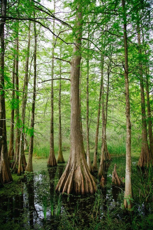 expressions-of-nature:Lafayette, Louisiana by Kyle Glenn