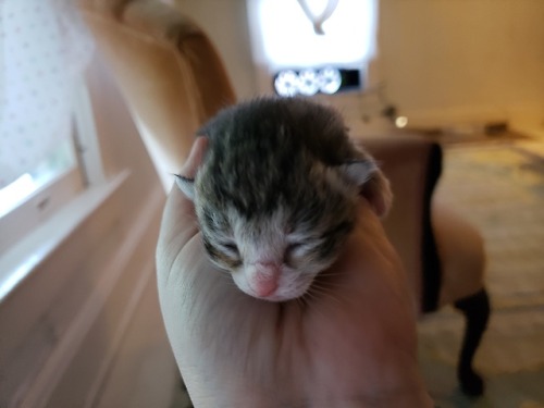 agestofrobynhode: graveglamour: Six weeks ago, we rescued a little kitten from a locked cemetery she