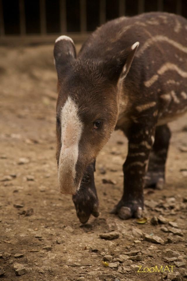 fyanimaldiversity:  Piebalding in Baird’s Tapir (Tapirus bairdii)Your typical Baird’s