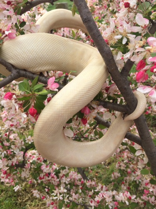 moresnakes:Sophia is becoming quite the fancy little lady…