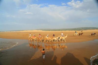 Essaouira, Camels, Morocco