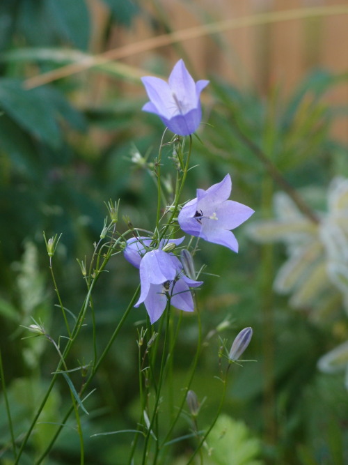 Campanula rotundifolia — harebell