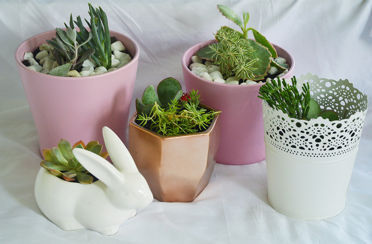 mint-deer:  I planted more succulent cuttings!  