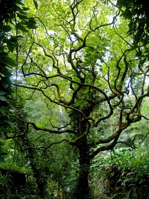opticallyaroused:  Outrageously Beautiful Trees