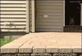 Action corgi! [video]