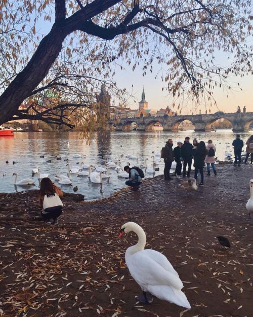 If you stroll along the banks of the Vltava river (Malá Strana side) around sunset, you may b